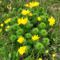 Tavaszi hérics (Adonis vernalis), Várbalog