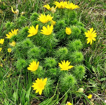Tavaszi hérics (Adonis vernalis), Várbalog  2024.03.31-én