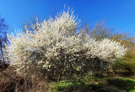 Tavaszi virágzás a Darnózseli határban 1