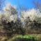 Tavaszi virágzás a Darnózseli határban 2