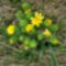 Védett növény a tavaszi hérics (Adonis vernalis) a  várbalogi mezőn