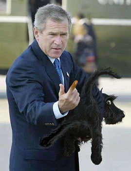 Bush és a kutyák