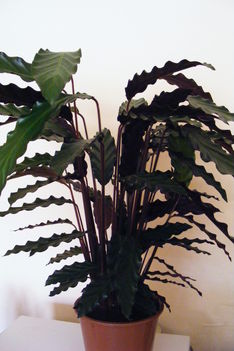 Calathea 