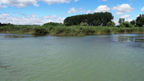 Dunaremetei hullámtéri nádas vizes élőhely, 2016. július 14.-én 1