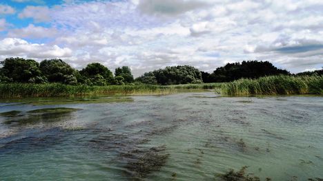 Dunaremetei hullámtéri nádas vizes élőhely, 2016. július 14.-én 3