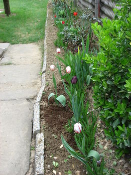 fehér és sötétlila tulipánok
