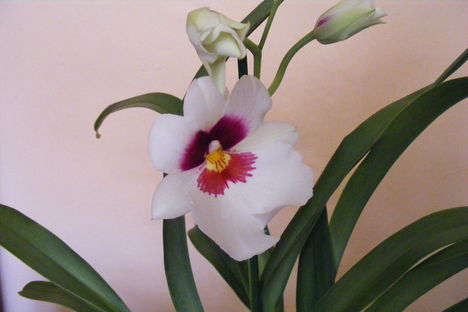 Miltonia közelről Orhidea