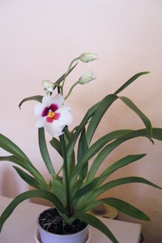 Miltonia /távolról/ Orhidea