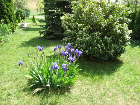 tavaszi kert