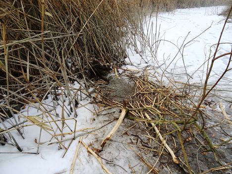 Hód üregéhez vezető lék a nádas szélében rágott léknél, a rágcsálással formázott faágakkal, Kisbodaki Öregszigeti-tó, 2017 február 03 (1)