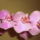 Orchidea-002_2021486_4272_t