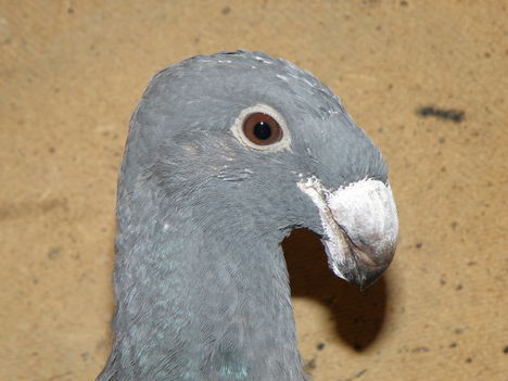 P2032711