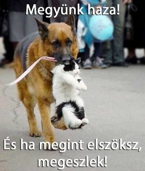 A gondoskodó kutyus!