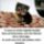 A_kutya_2022763_4506_t