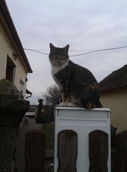 A postaláda őrzője!