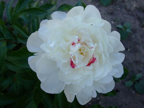 fehér pünkösdi rózsa