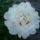 fehér pünkösdi rózsa