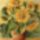 H_katona_erzsebet__napraforgok_222091_97699_t