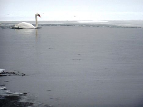 Hattyú a jeges vízben, Szigetköz 2017. február 03.-án