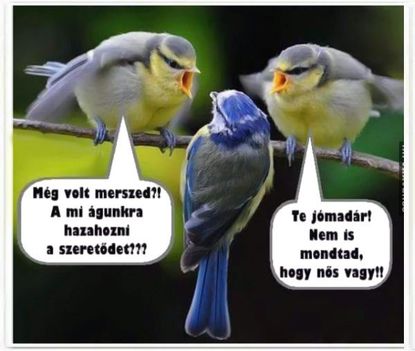 Jómadár!
