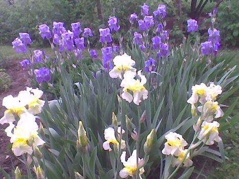 Liliom