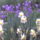 Liliom-001_222200_37131_t