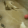 Lusta_vasarnapgif_2022524_8699_t