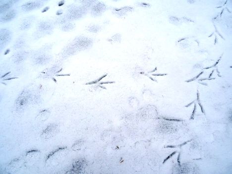 Nagykócsag lábnyoma a jégre hulló hóban, Szigetköz 2017. február 03.-án