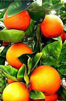 narancsfa