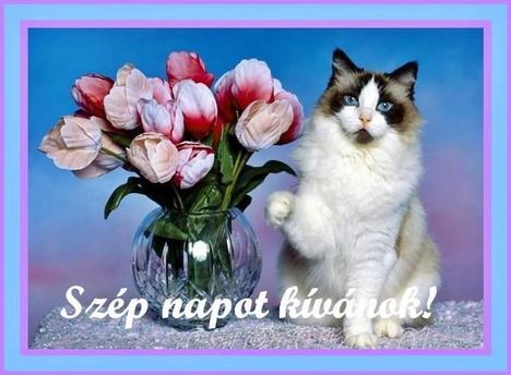 Szép Napot!