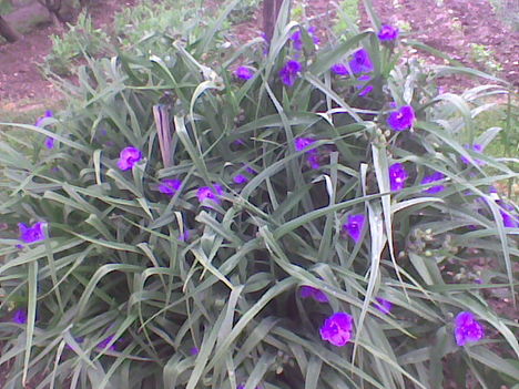 Tradescantia