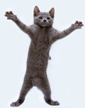 9_funny_dancing_kitty