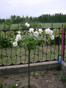 Fehér magastörzsű rózsa