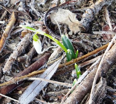 Kibújtak az első hóvirágszálak, az Aranyosszigeti területeken, Mosonmagyaróvár 2017. február 10.-én