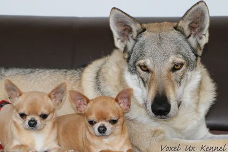 kutyus 4, szlovákiai Wolfhund-csivavákkal <3