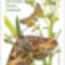 Pyrausta__subsequalis_2203918_4611_s