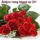 Radine_zsuzsikanak__2023318_3860_t