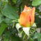 sárga rózsabimbó