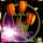 Tulipanok_2023279_2846_t