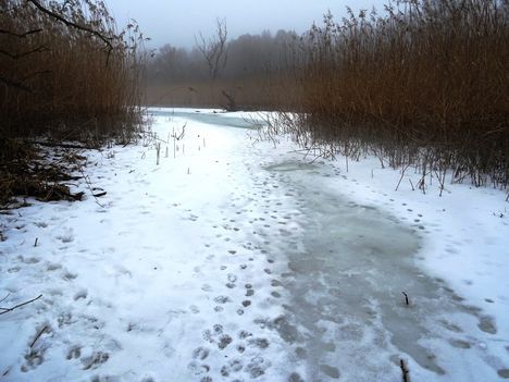 Túra a befagyott Öregszigeti belső tó jegén, Kisbodak 2017. február 03.-án 17
