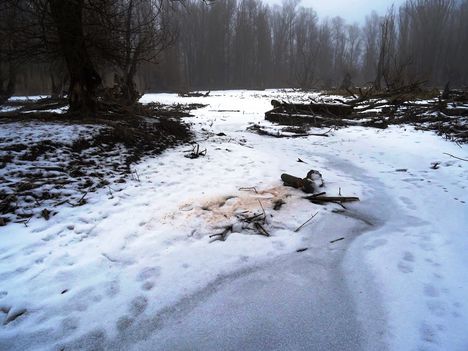 Túra a befagyott Öregszigeti belső tó jegén, Kisbodak 2017. február 03.-án 32
