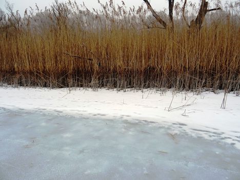 Túra a befagyott Öregszigeti belső tó jegén, Kisbodak 2017. február 03.-án 35
