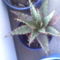 Aloe broomi var.tarkaensis