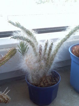 Austrocylinropuntia vestita f.cristata
