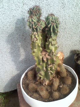 Cereus peruvianus v. monstrosus