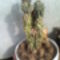 Cereus peruvianus v. monstrosus