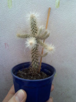 Cylindropuntia echinocarpa