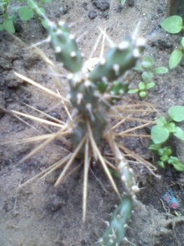 Cylindropuntia tunicata