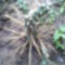 Cylindropuntia tunicata