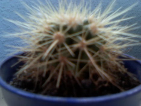 Echinocactus